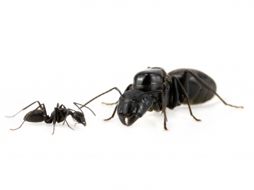 Camponotus japonicus